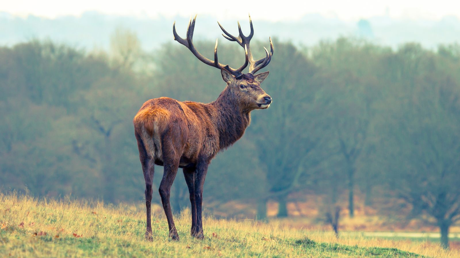 The Best Parks In London To See Deer Blog Zipcar